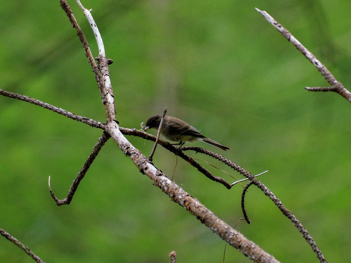 Eastern Phoebe - ML633635076