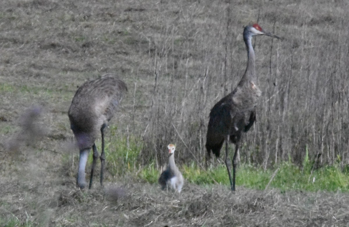 Sandhill Crane - ML633635105