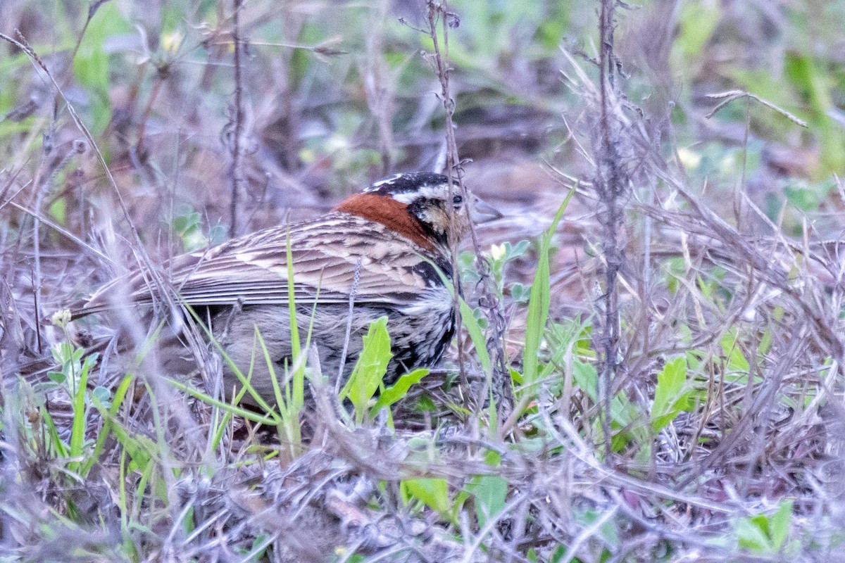 Chestnut-collared Longspur - ML633635115