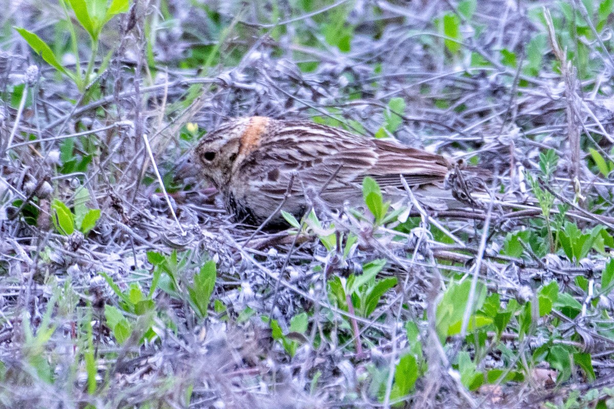 ostružka límcová - ML633635118