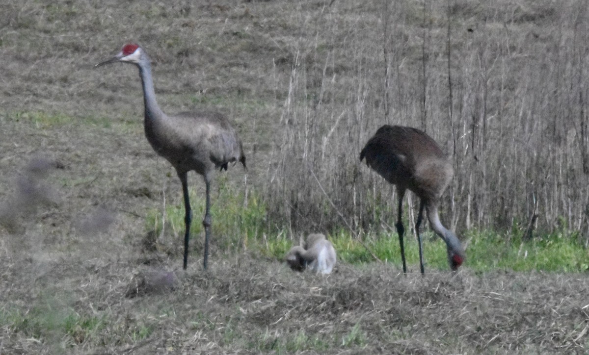 Sandhill Crane - ML633635127