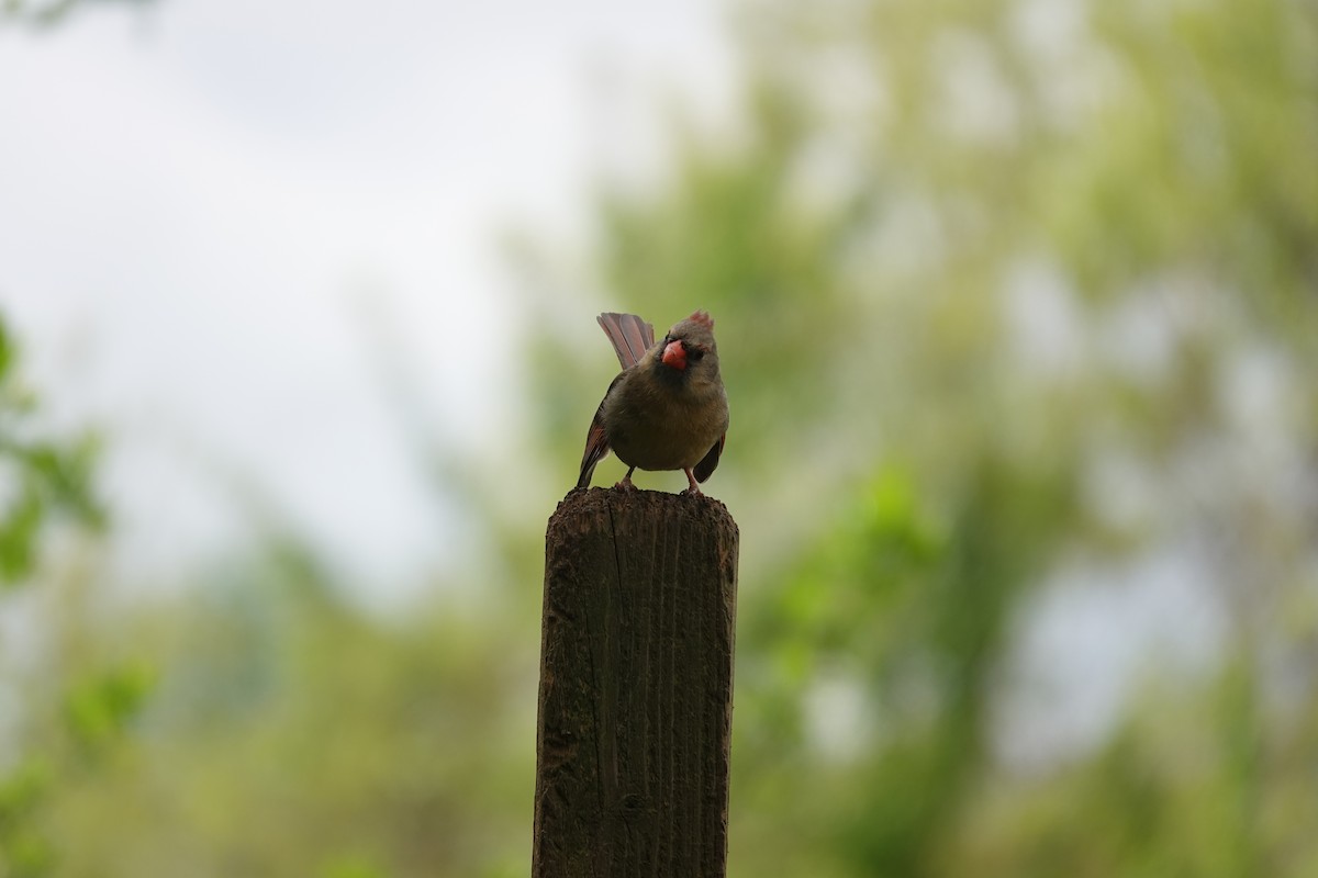 Northern Cardinal - ML633635128