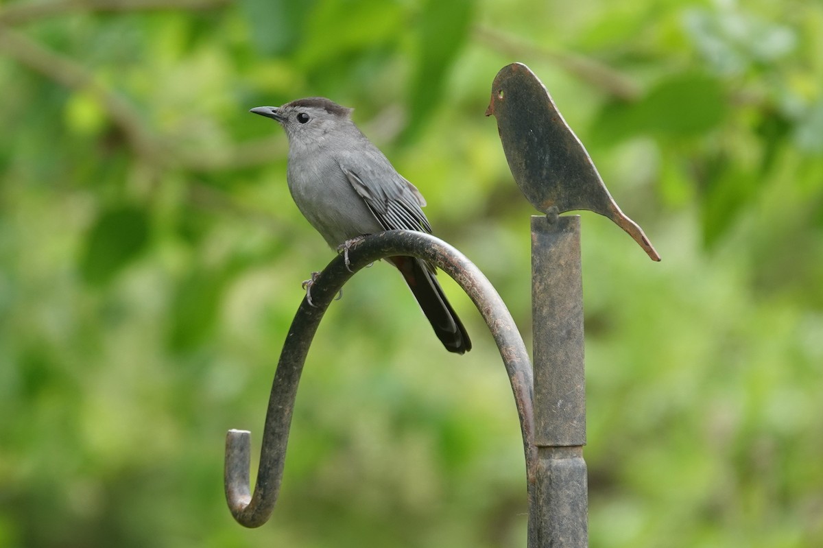 Gray Catbird - ML633635156
