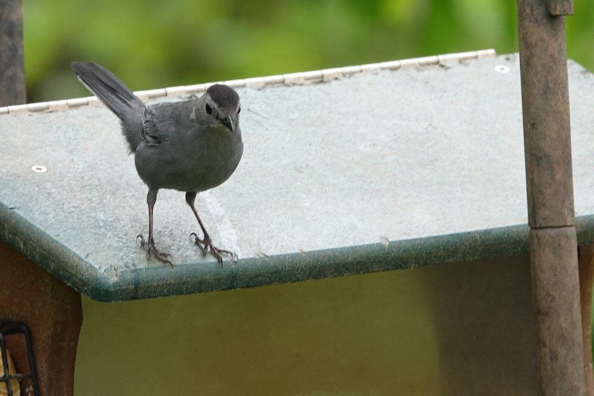 Gray Catbird - ML633635157