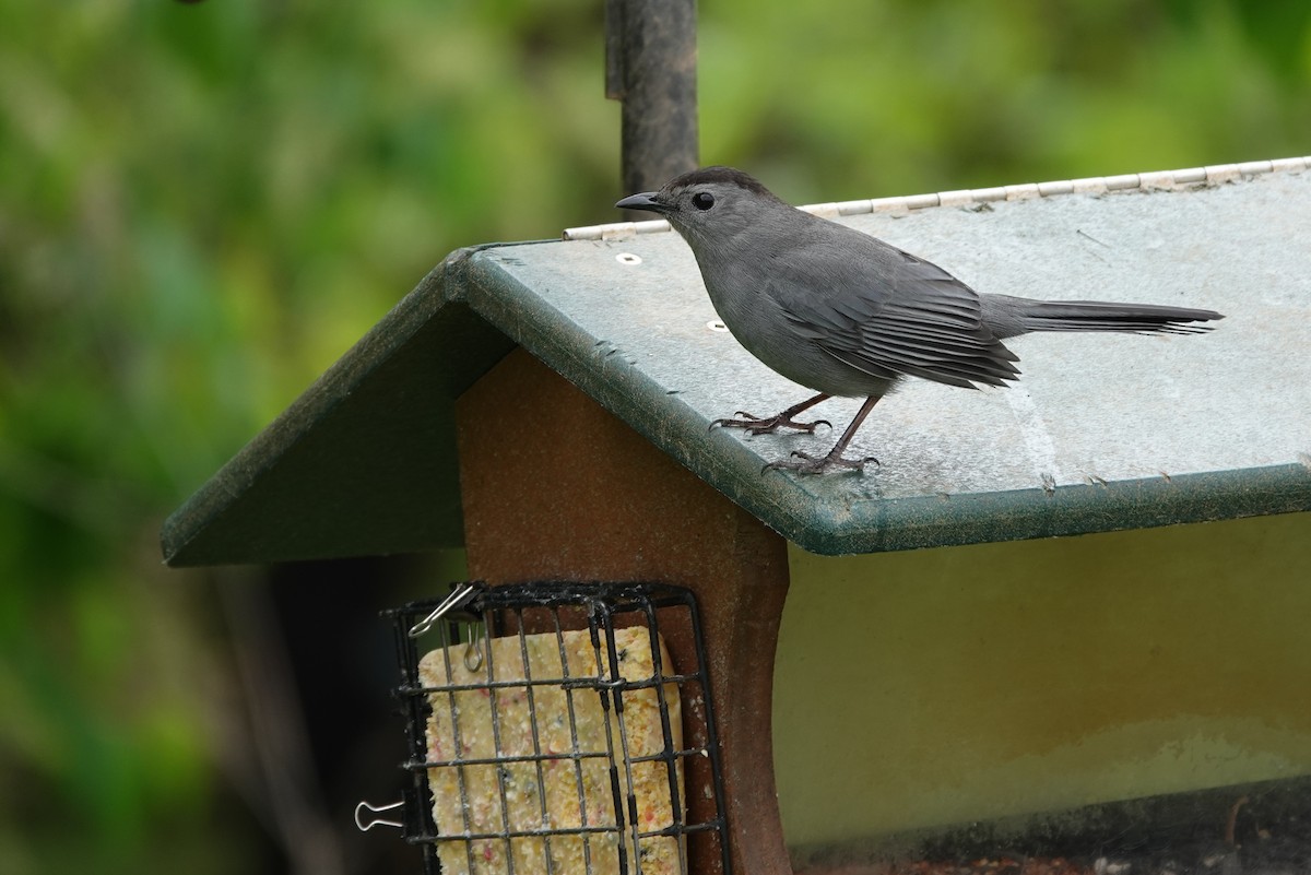 Gray Catbird - ML633635159