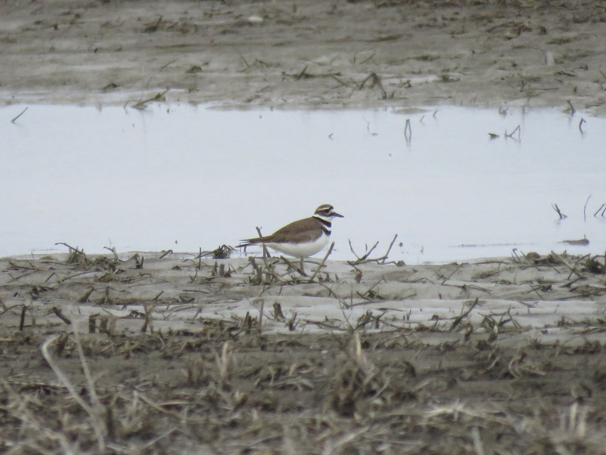 Killdeer - ML633635161