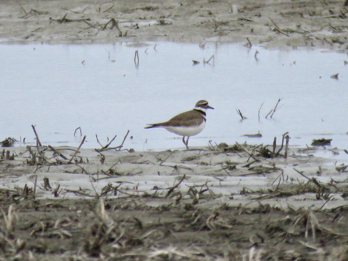 Killdeer - ML633635163