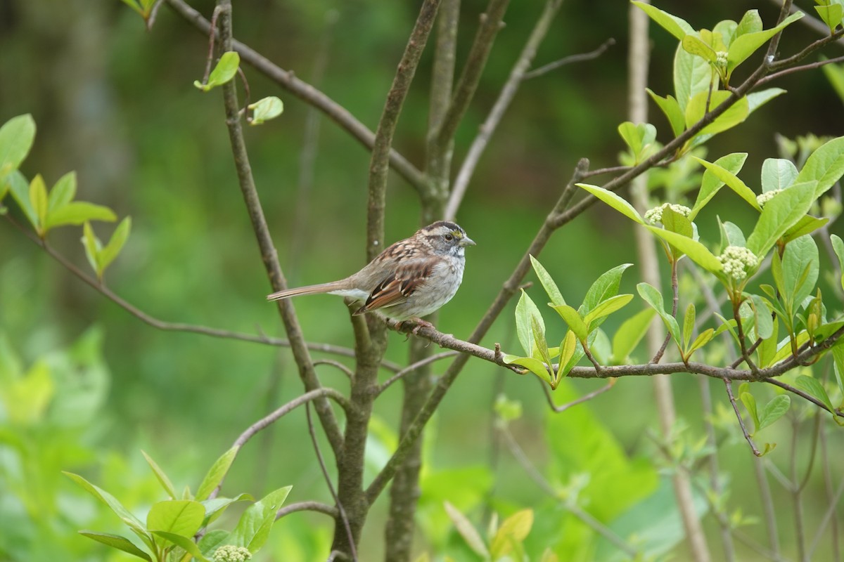 White-throated Sparrow - ML633635180