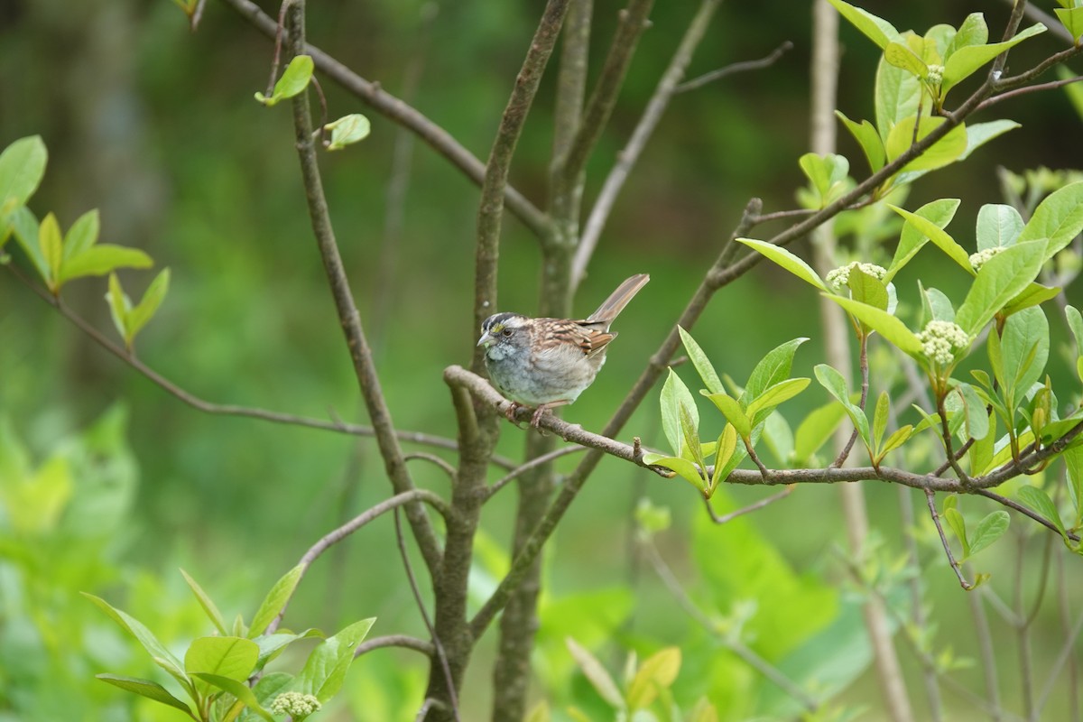 White-throated Sparrow - ML633635181