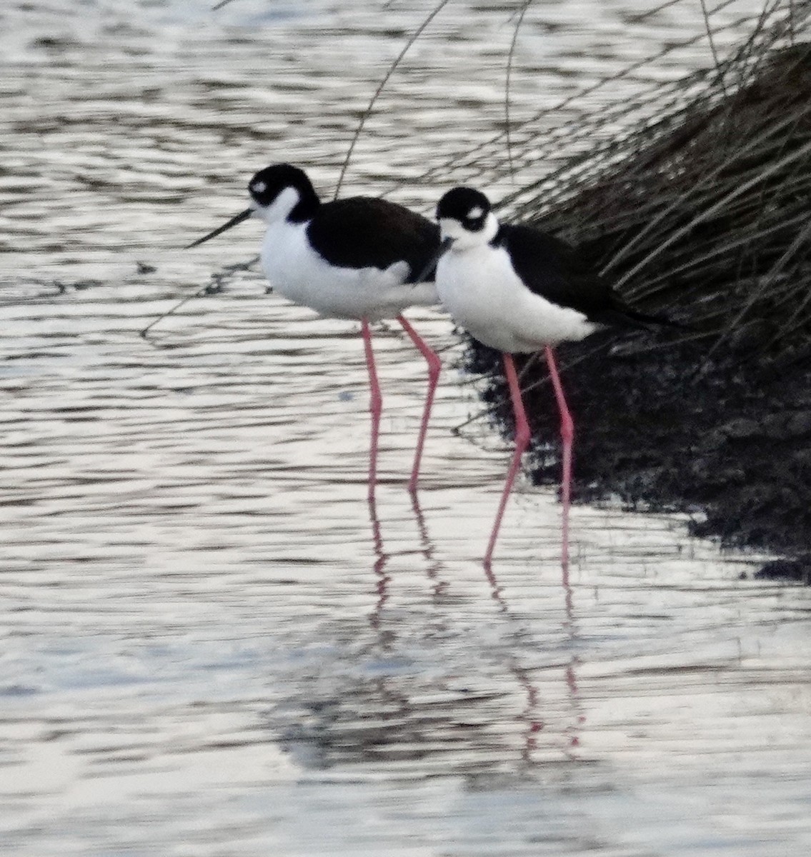 Black-necked Stilt - ML633635229