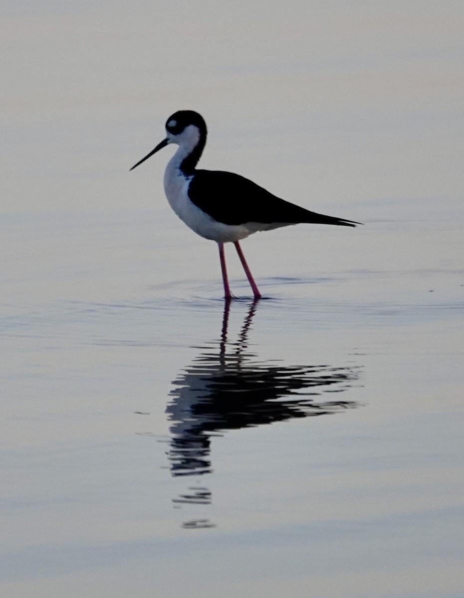 Black-necked Stilt - ML633635230