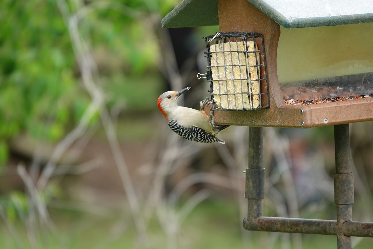 Red-bellied Woodpecker - ML633635308