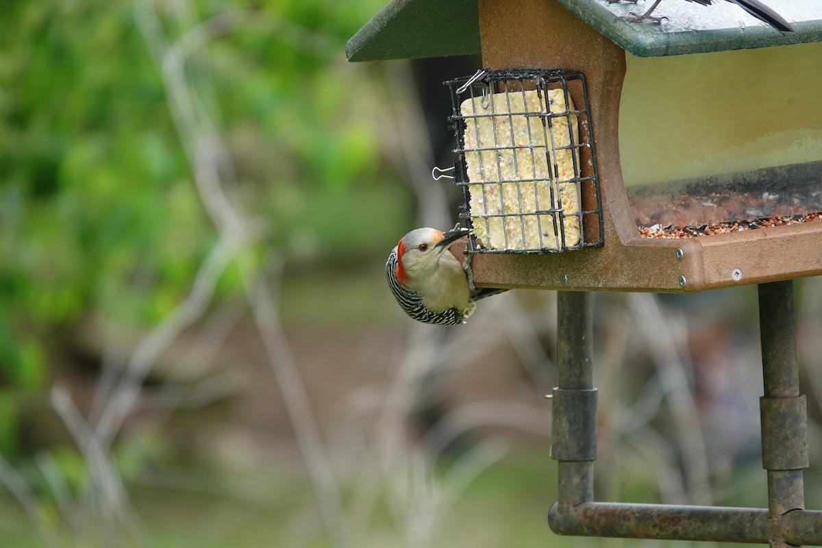 Red-bellied Woodpecker - ML633635309