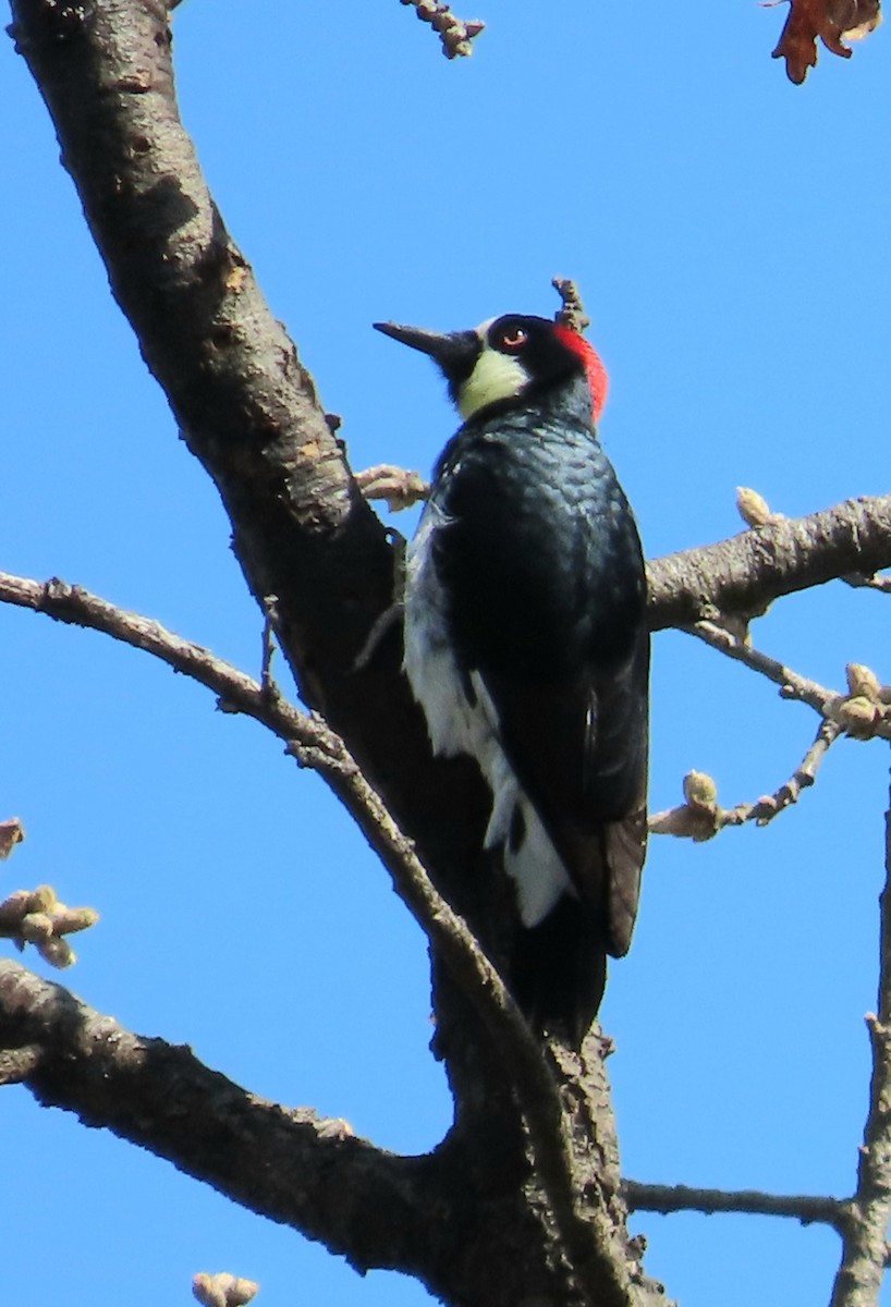 Acorn Woodpecker - ML633635310