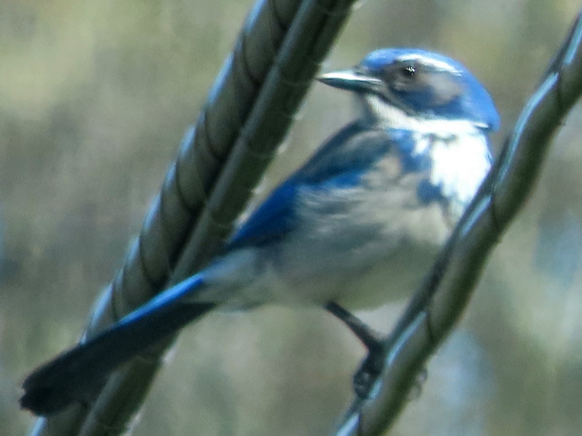 California Scrub-Jay - ML633635312