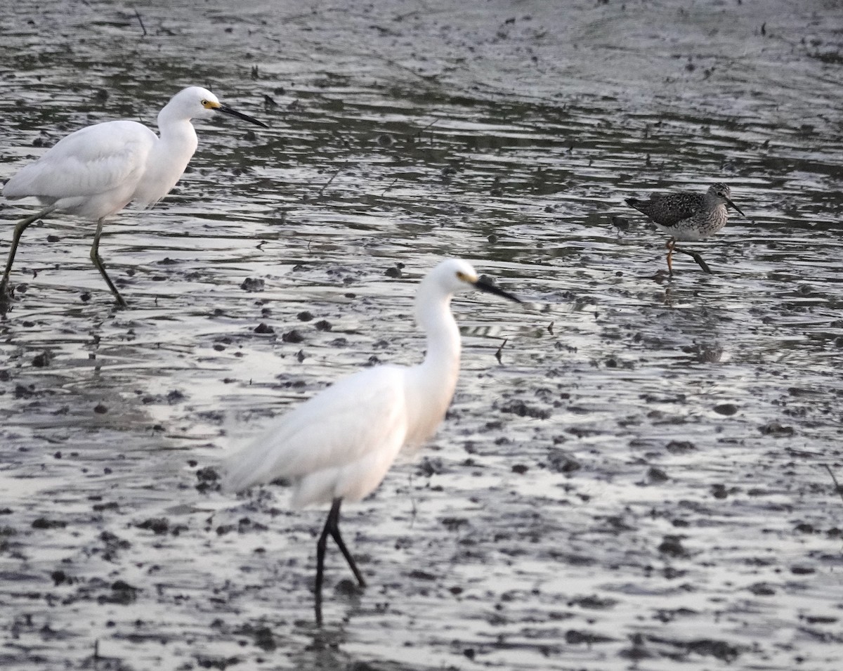 Snowy Egret - ML633635334