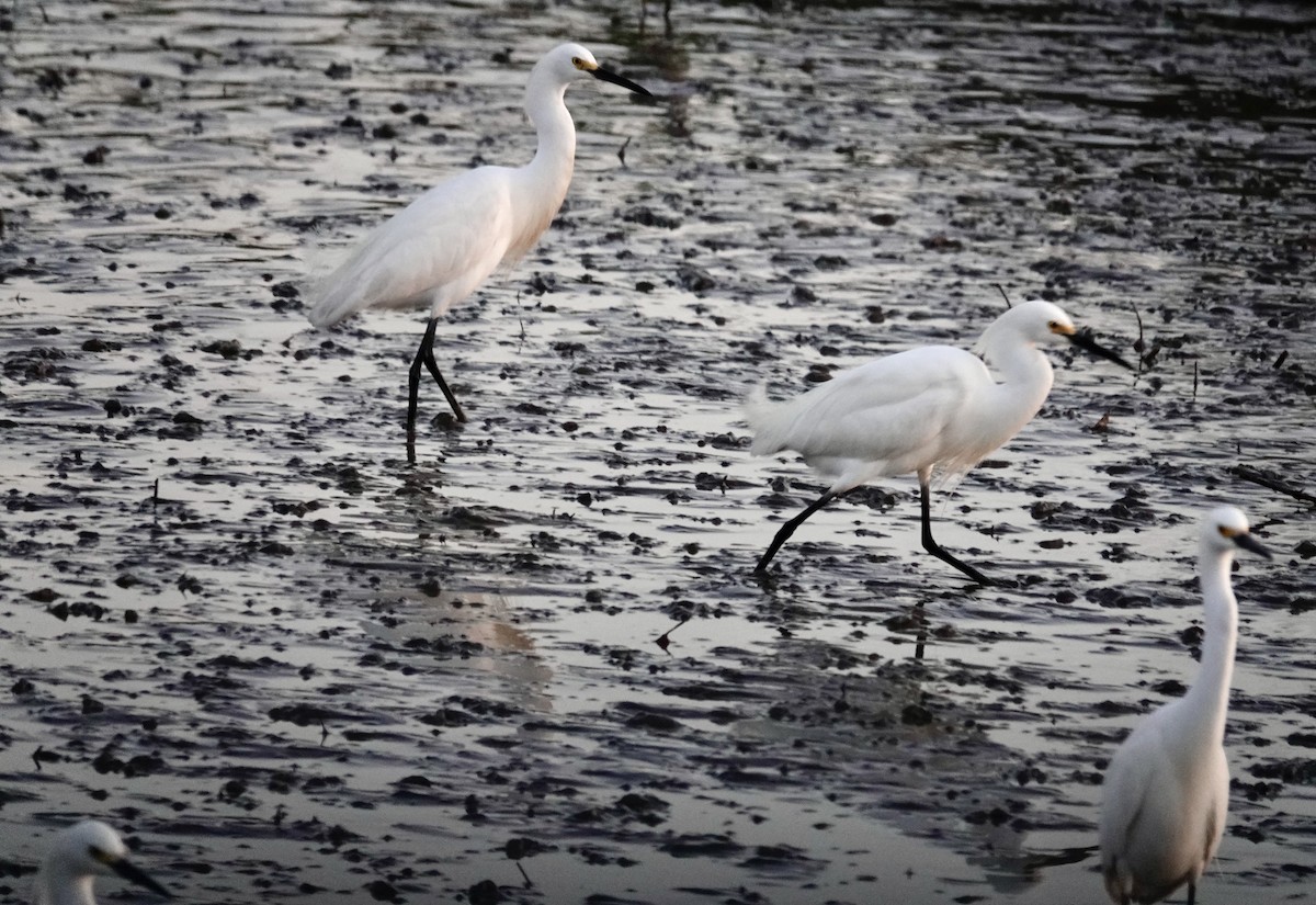Snowy Egret - ML633635335