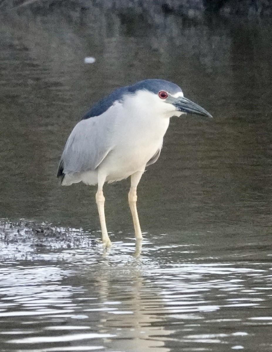 Black-crowned Night Heron - ML633635355