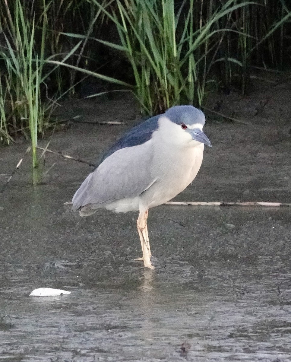 Black-crowned Night Heron - ML633635356