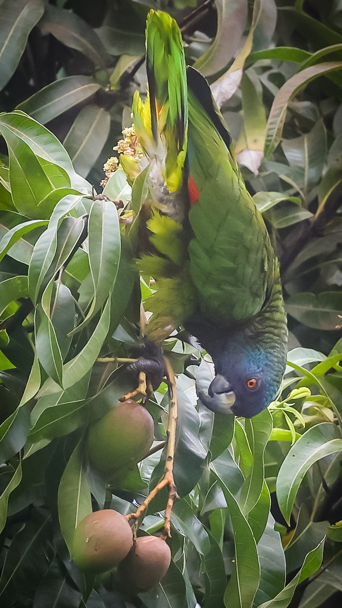 St. Lucia Amazon - ML633635409
