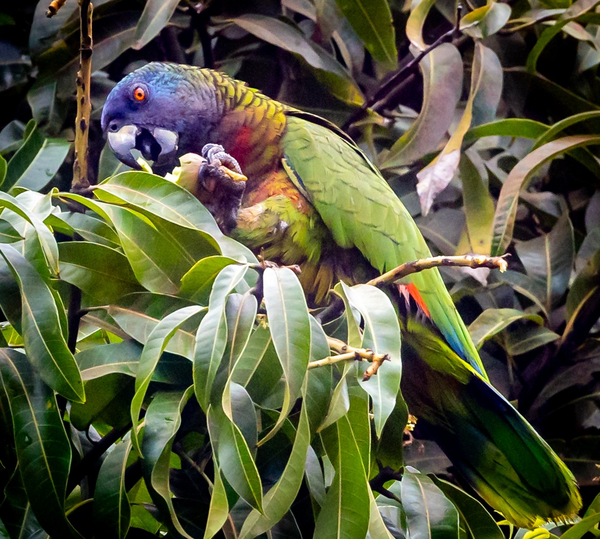 St. Lucia Amazon - ML633635410