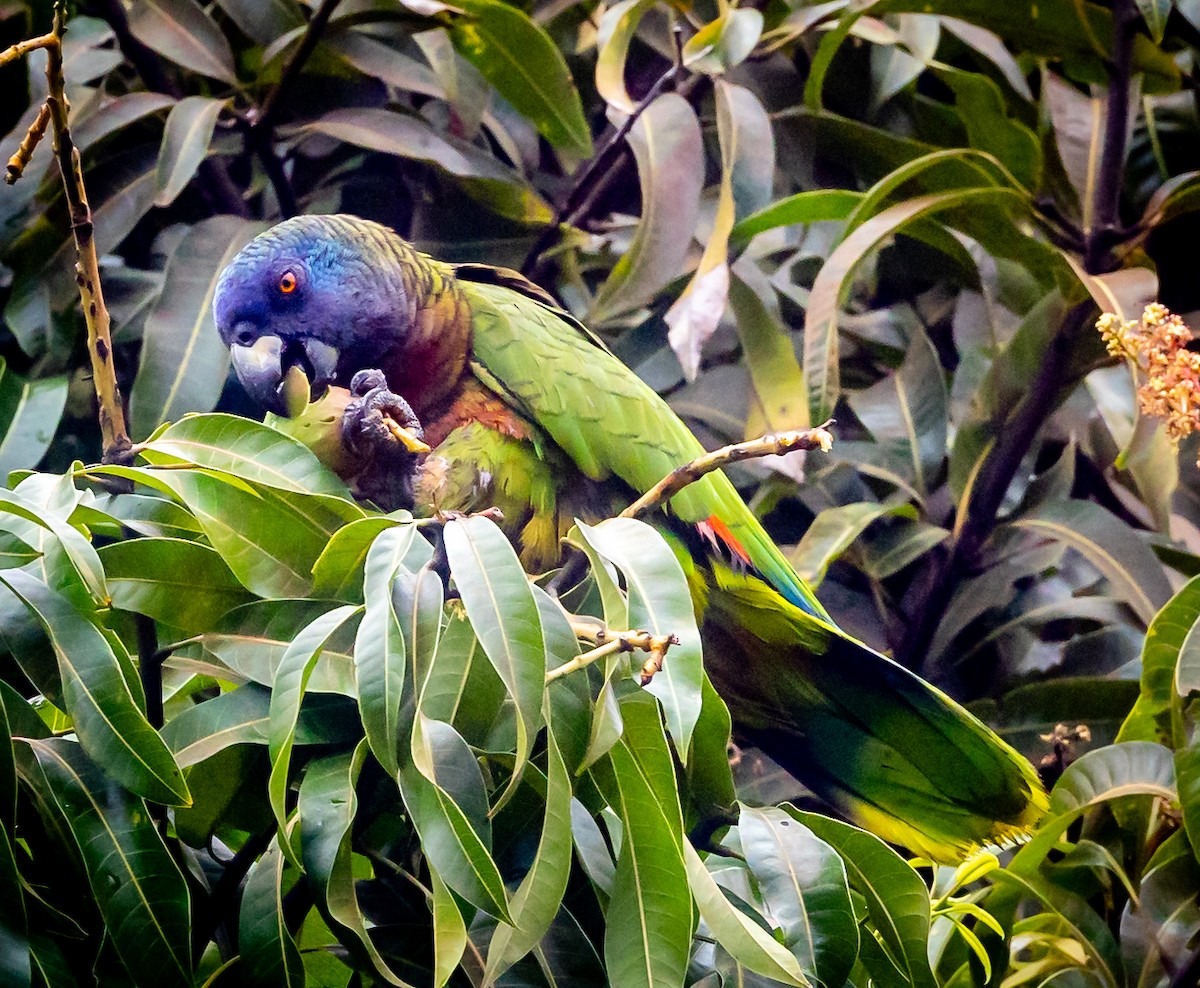 St. Lucia Amazon - ML633635411