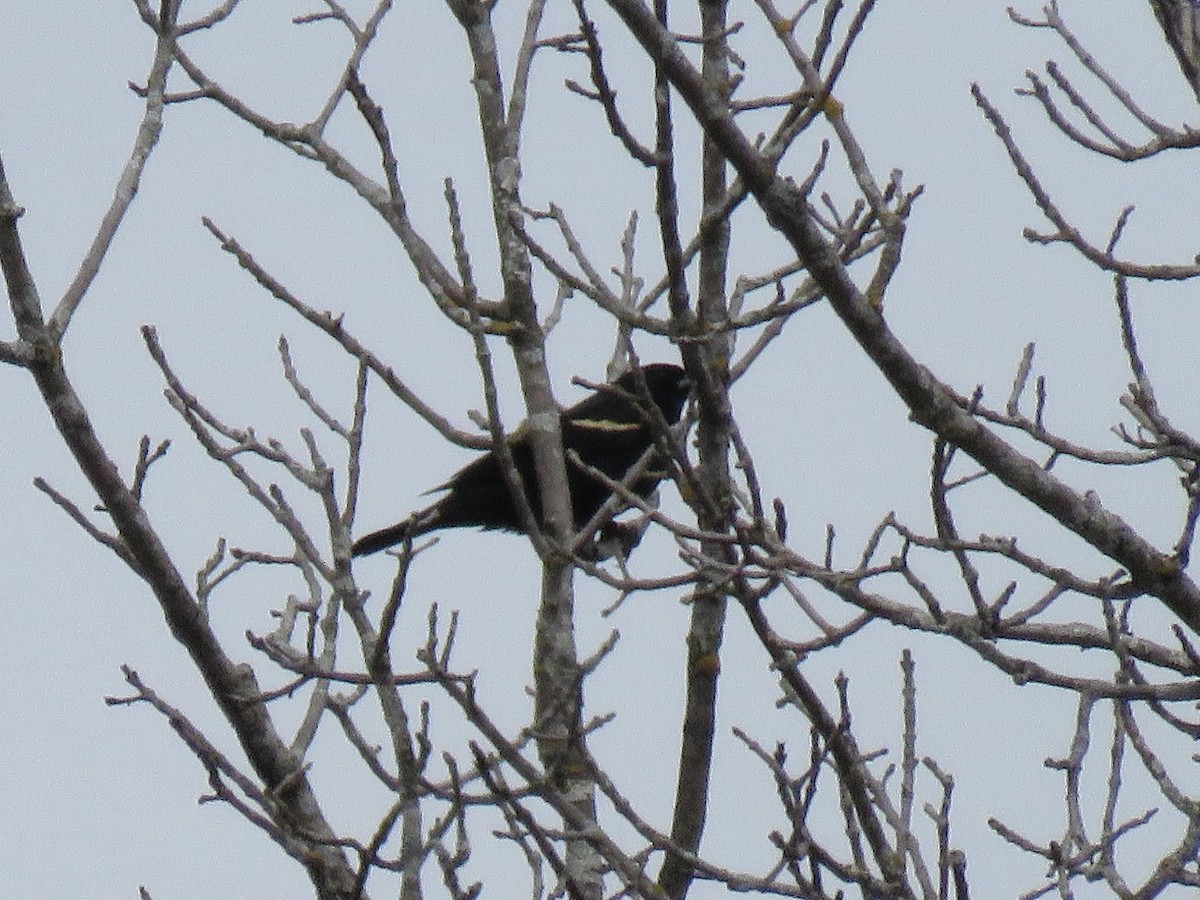 Red-winged Blackbird - ML633635437