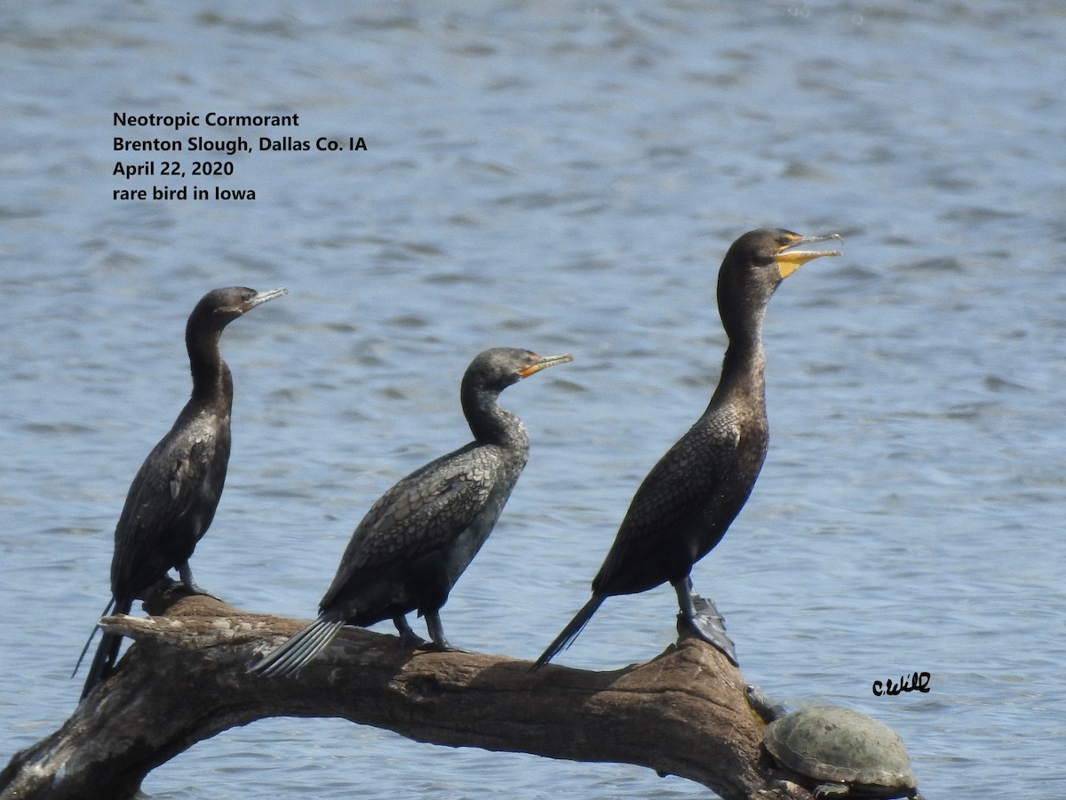 Neotropic Cormorant - ML633635442