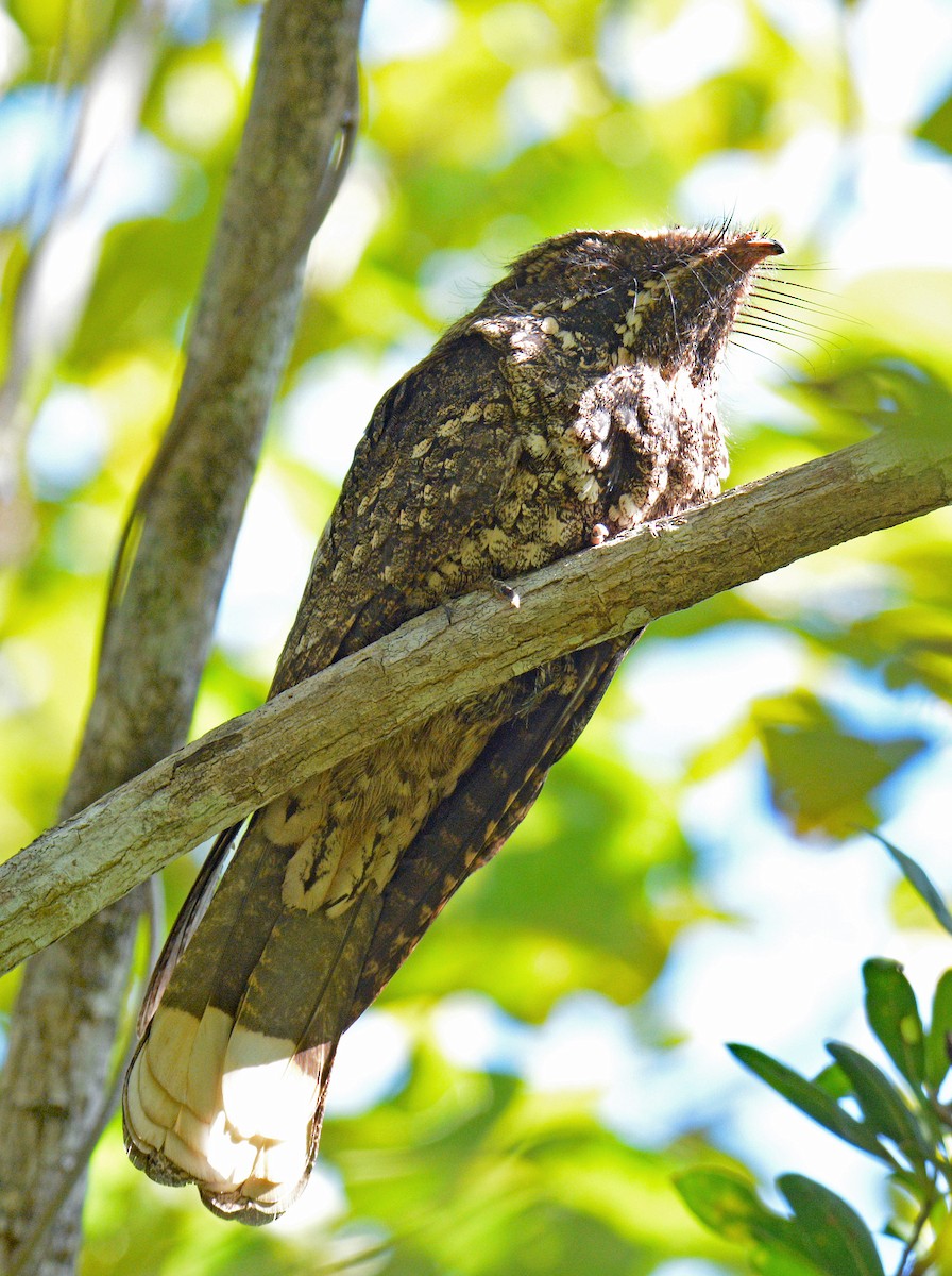 Cuban Nightjar - ML633635521