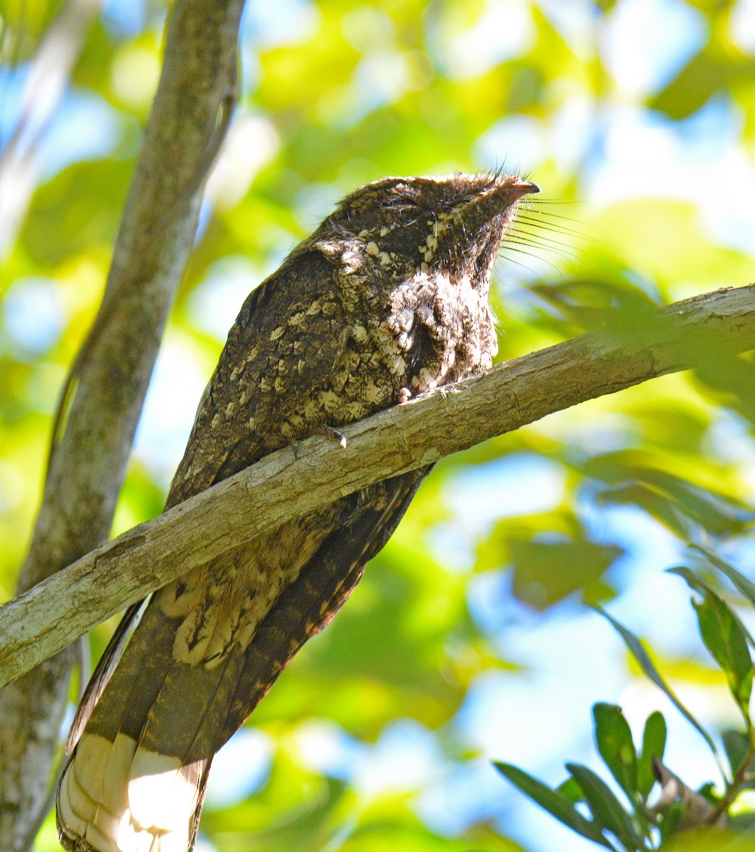 Cuban Nightjar - ML633635522
