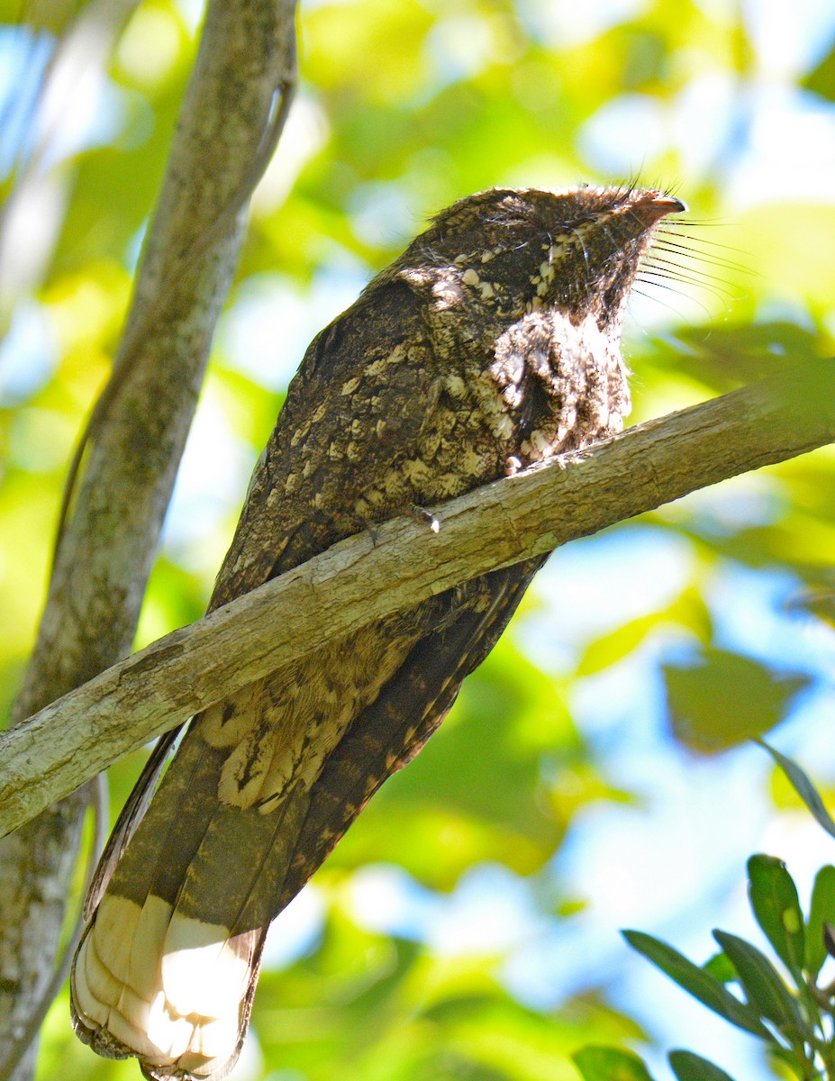 Cuban Nightjar - ML633635523