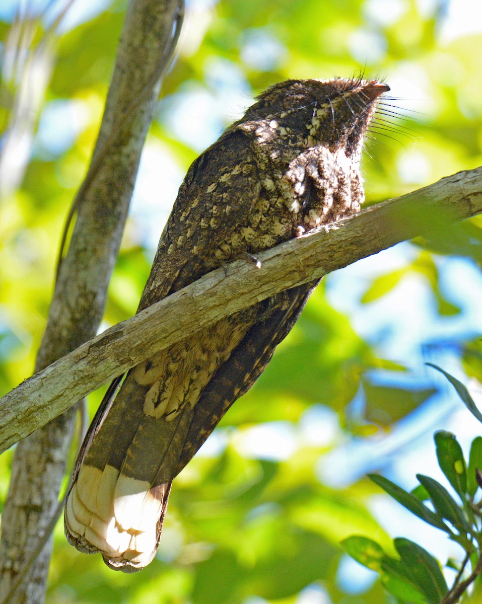 Cuban Nightjar - ML633635524