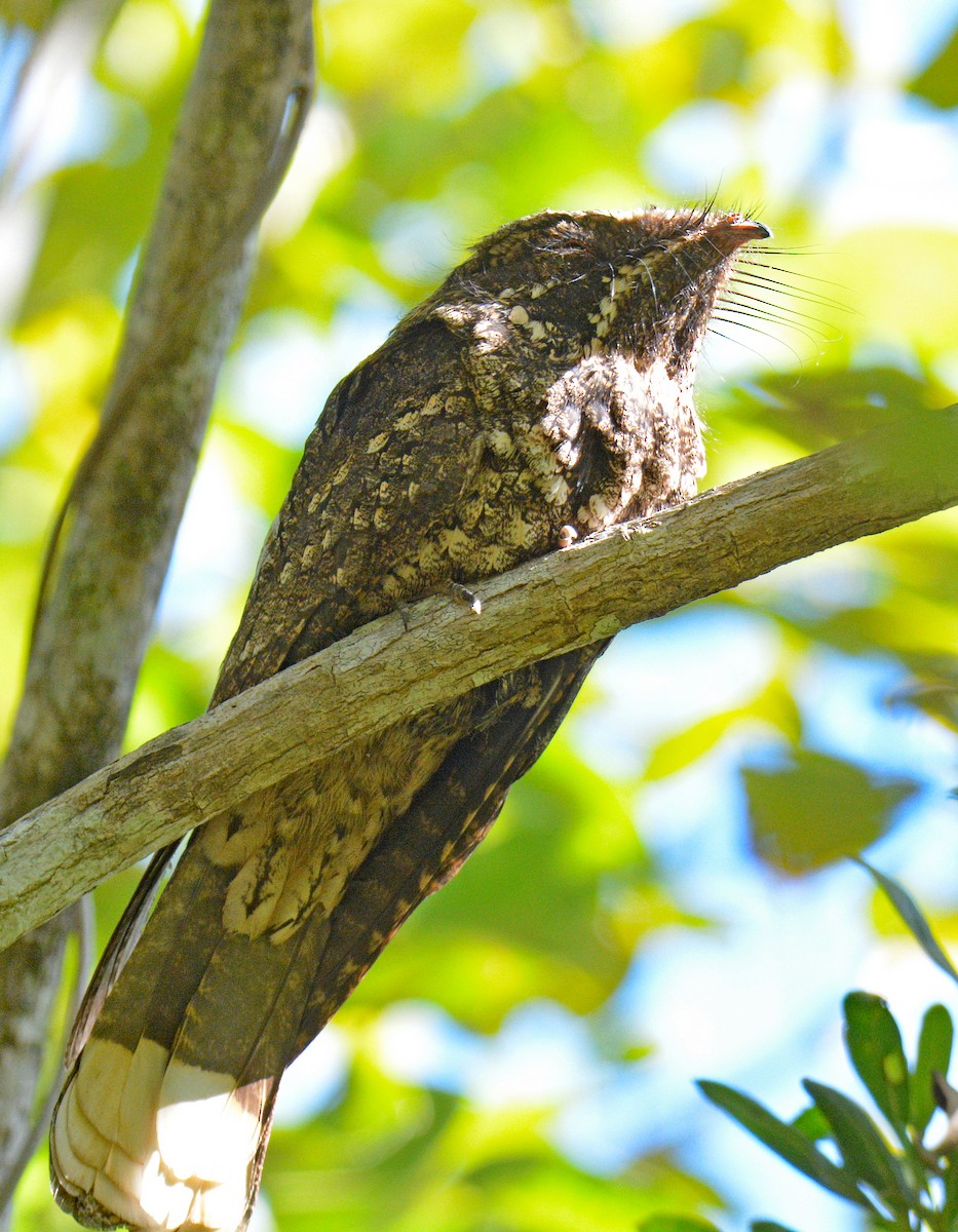 Cuban Nightjar - ML633635525