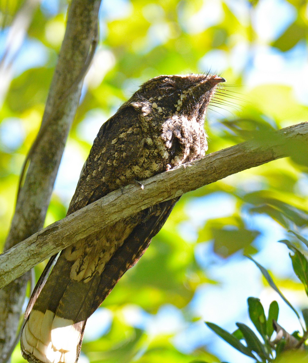 Cuban Nightjar - ML633635526