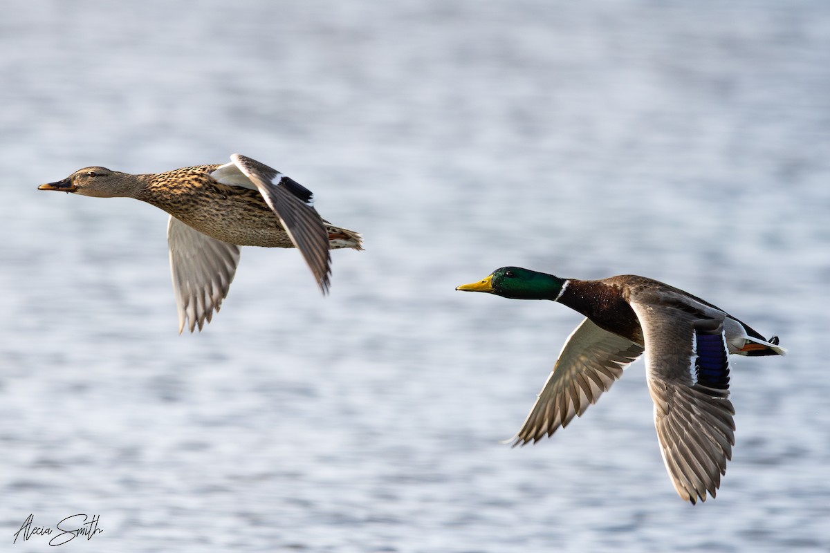 Canard colvert - ML633635622