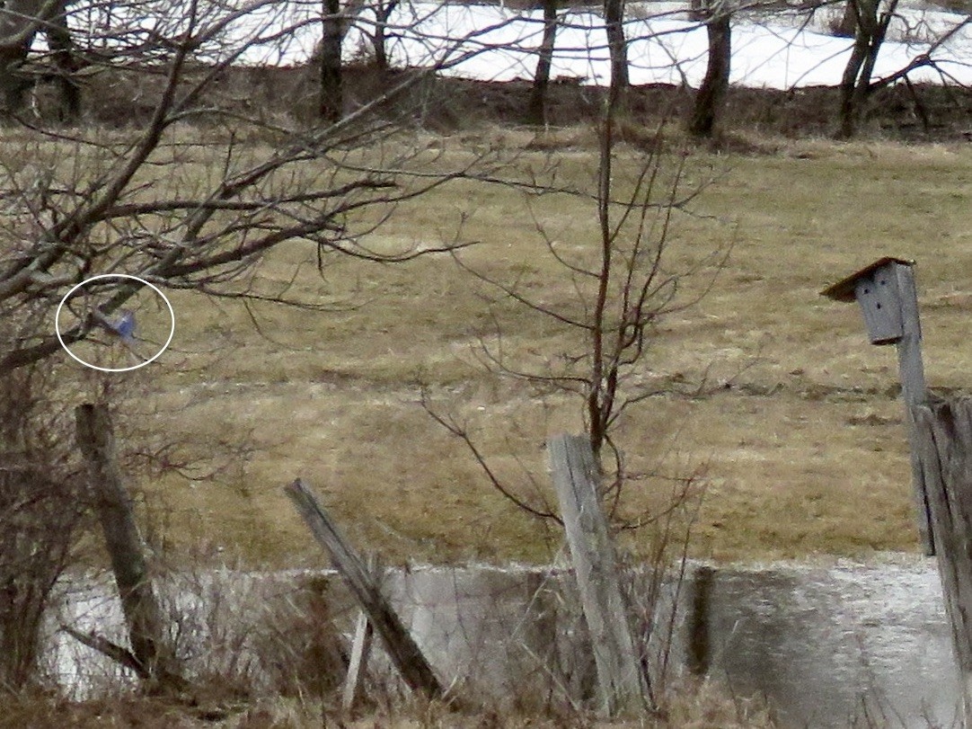 Eastern Bluebird - ML633635628