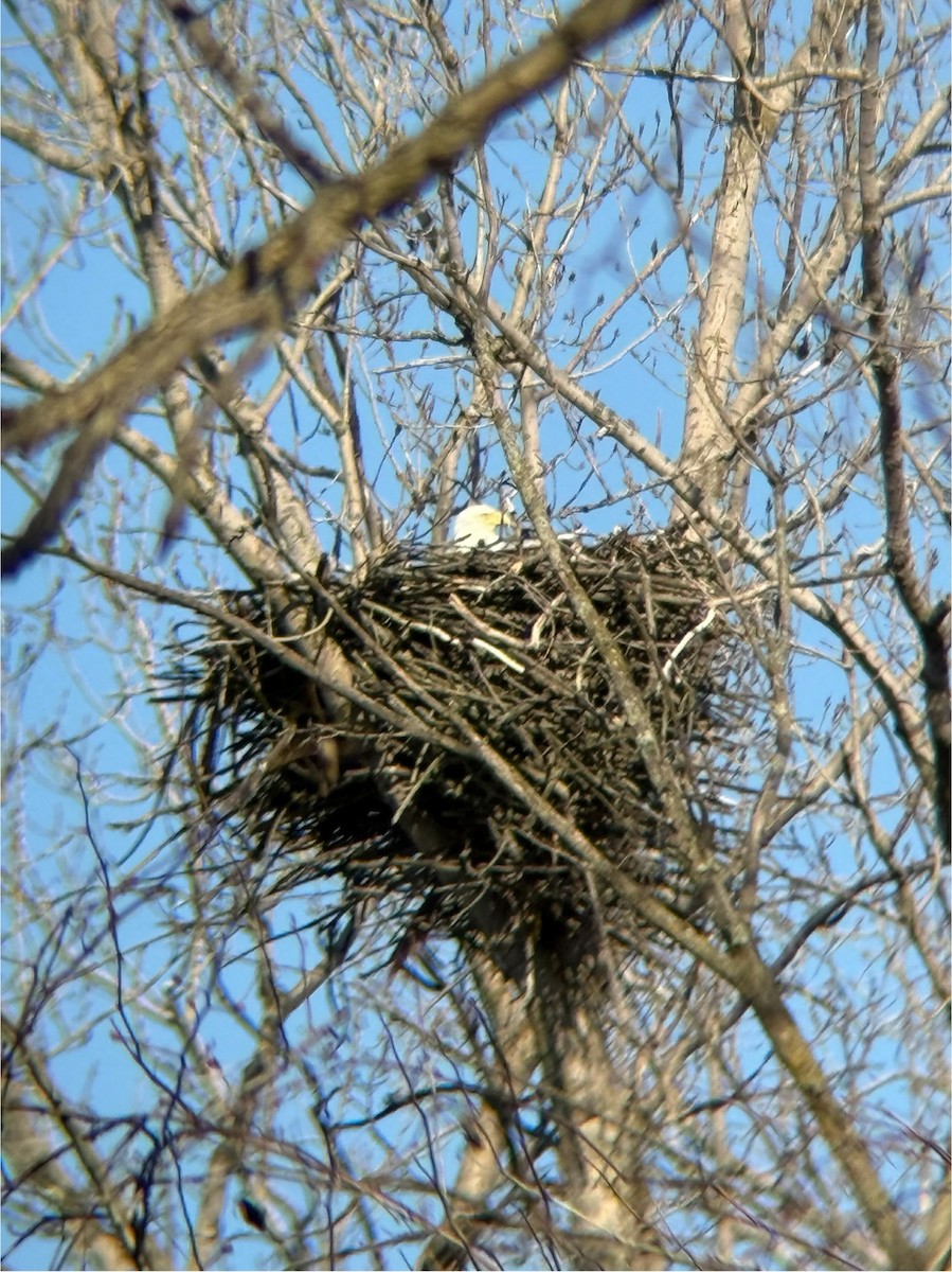 Bald Eagle - ML633635654