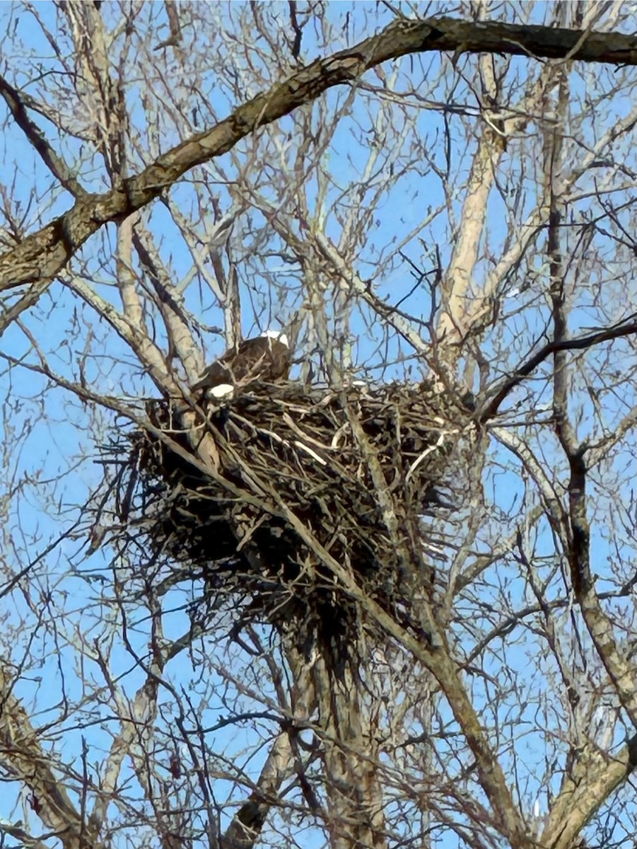 Bald Eagle - ML633635657