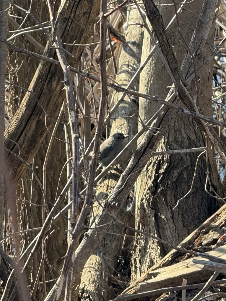 Gray Catbird - ML633635667