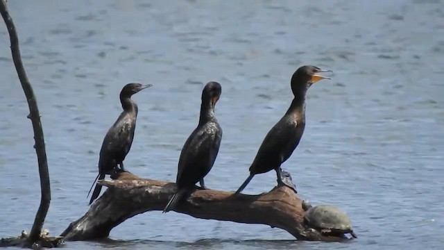 Neotropic Cormorant - ML633635670