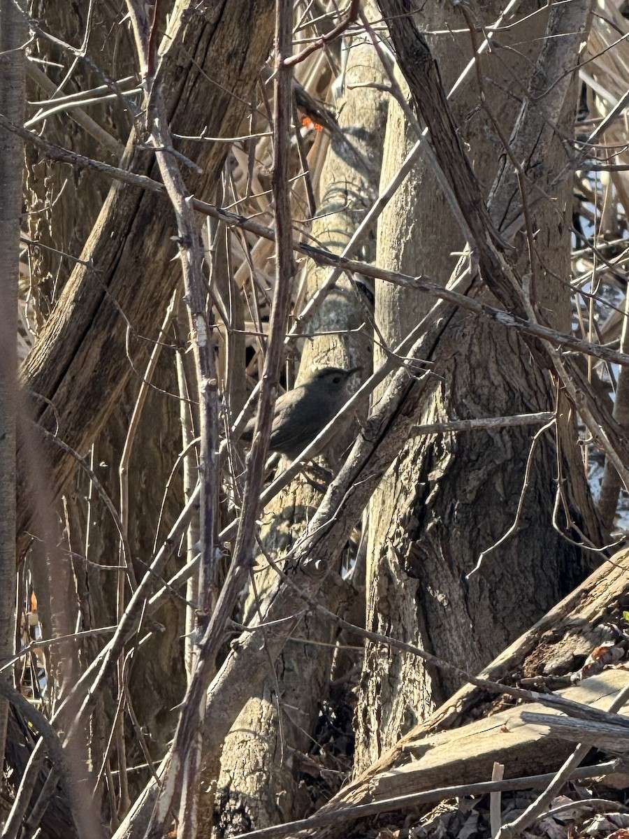 Gray Catbird - ML633635673