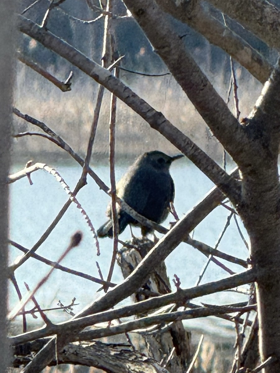 Gray Catbird - ML633635674