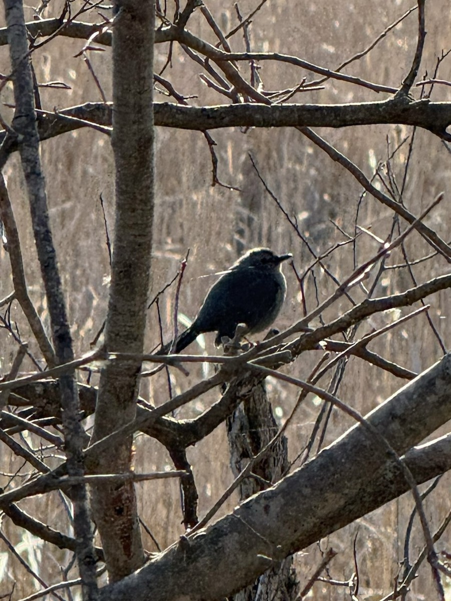 Gray Catbird - ML633635676