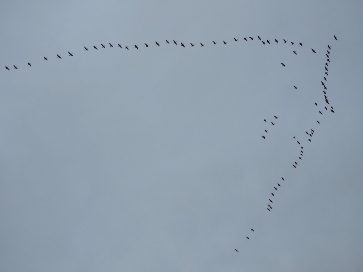 Canada Goose - ML633635765