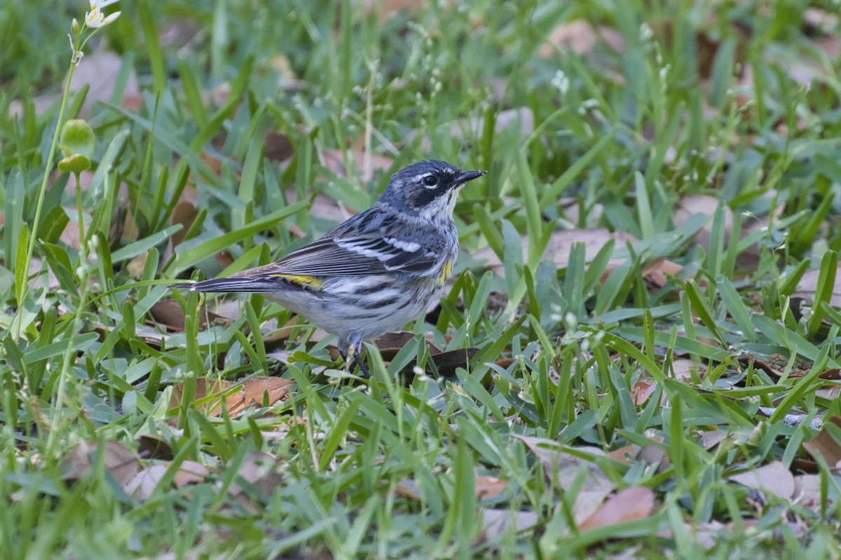 myrteparula (coronata) - ML633635904