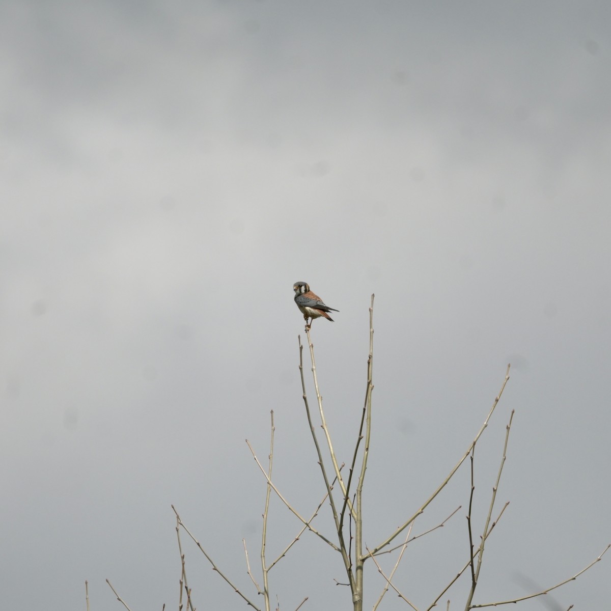 American Kestrel - ML633636017