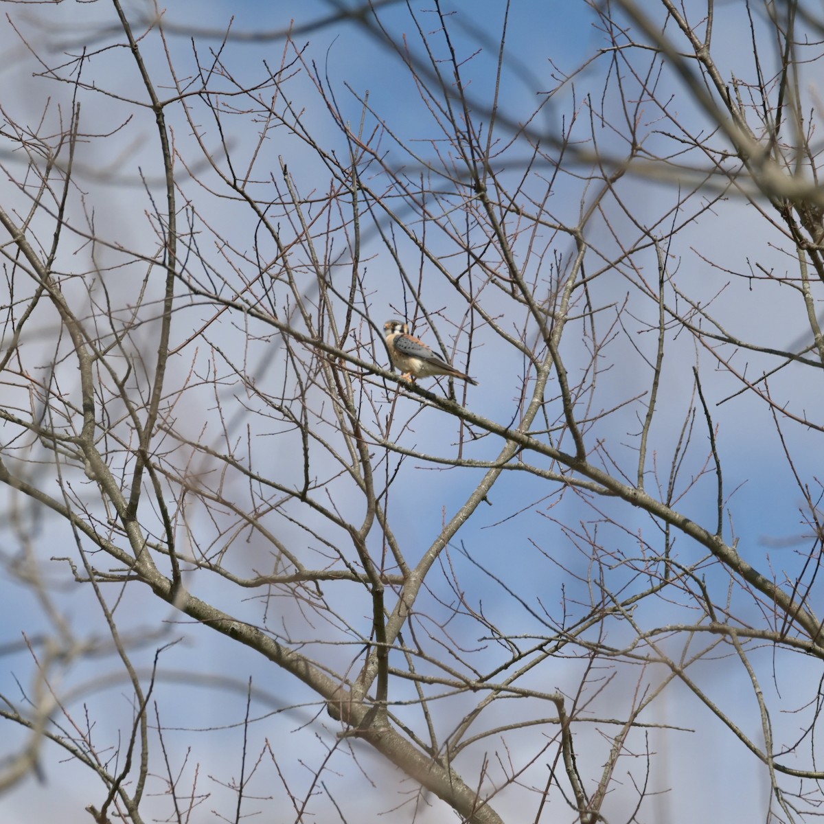 American Kestrel - ML633636018