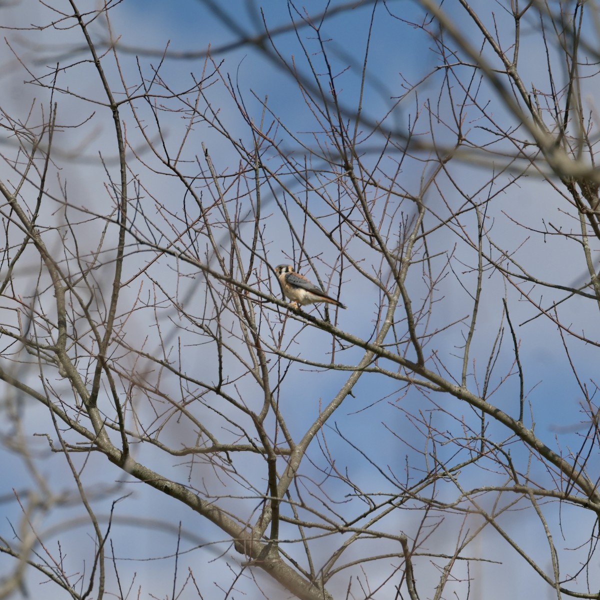 American Kestrel - ML633636019