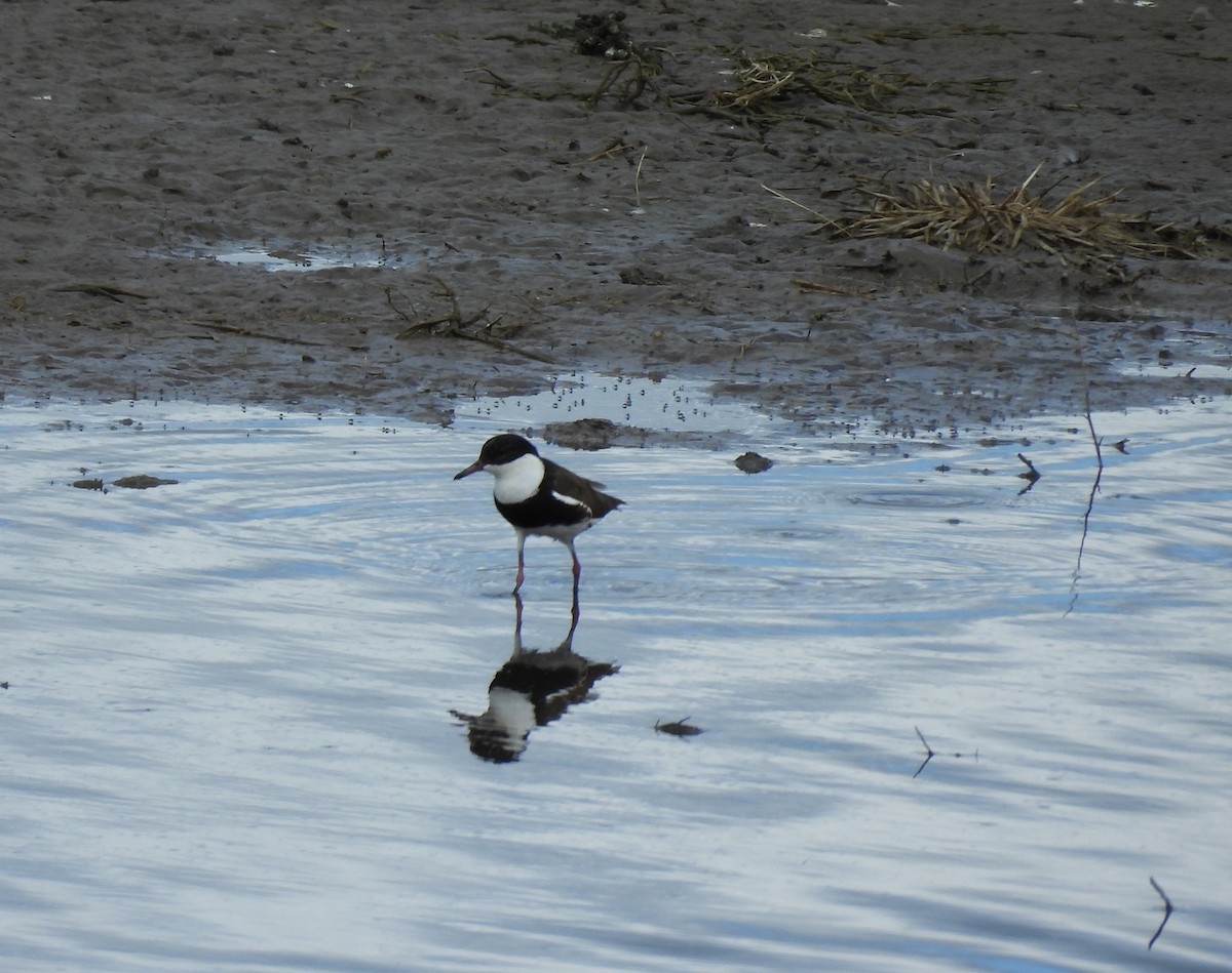 Red-kneed Dotterel - ML633636029