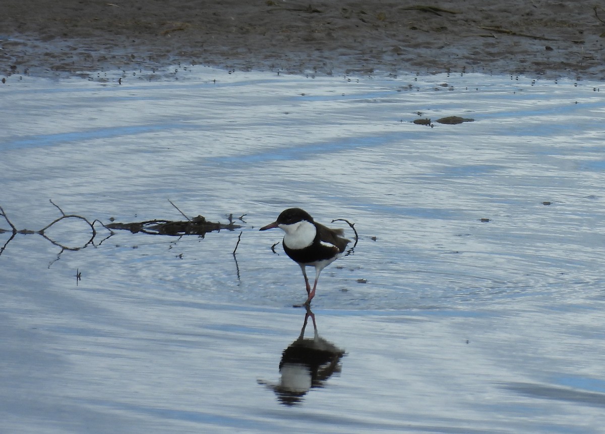 Red-kneed Dotterel - ML633636039